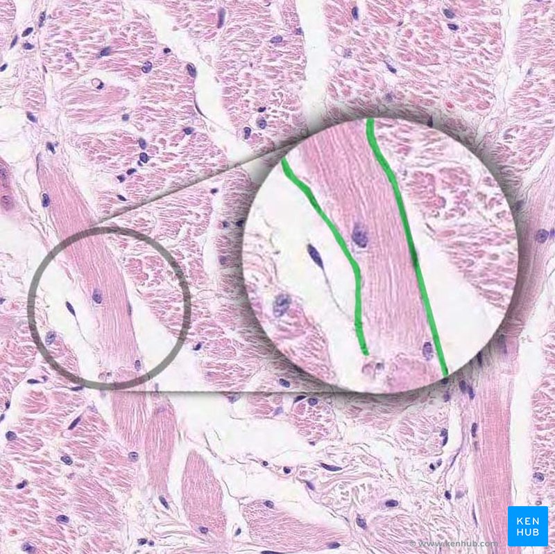 Sarcolemma - histological slide