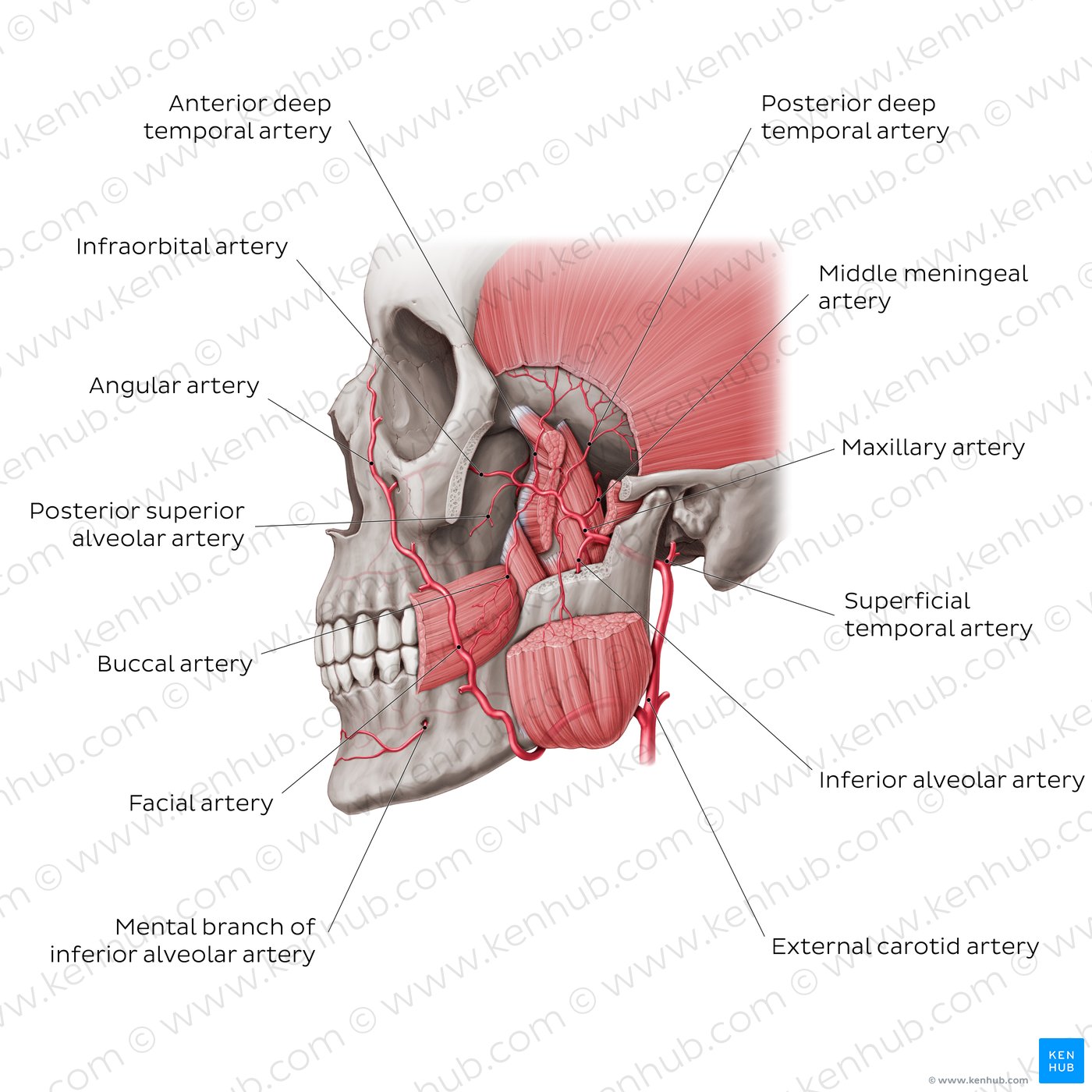 Maxillary artery