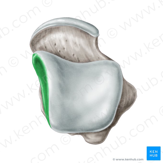 Medial malleolar facet of talus (Facies malleolaris medialis ossis tali); Image: Samantha Zimmerman