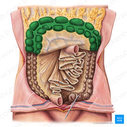 Transverse colon (Colon transversum); Image: Irina Münstermann