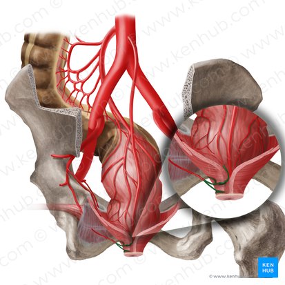 Artéria retal inferior (Arteria anorectalis inferior); Imagem: Begoña Rodriguez