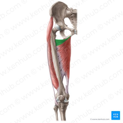 Musculus adductor minimus (Kleinster Oberschenkelanzieher); Bild: Liene Znotina