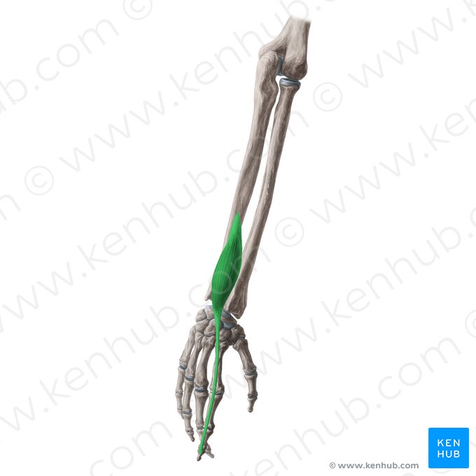 Músculo extensor do indicador (Musculus extensor indicis); Imagem: Yousun Koh