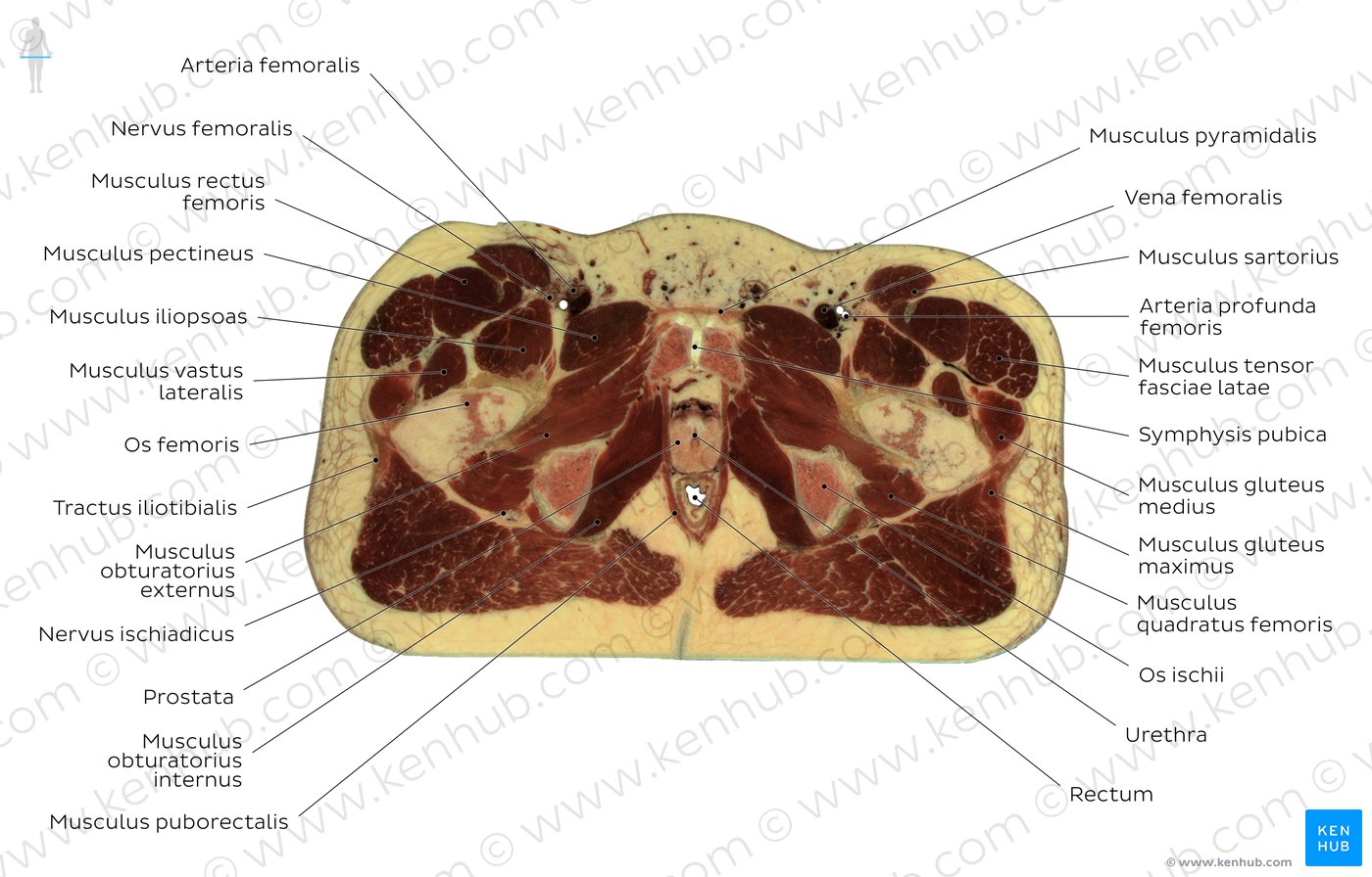 Höhe: Musculus quadratus femoris - Überblick