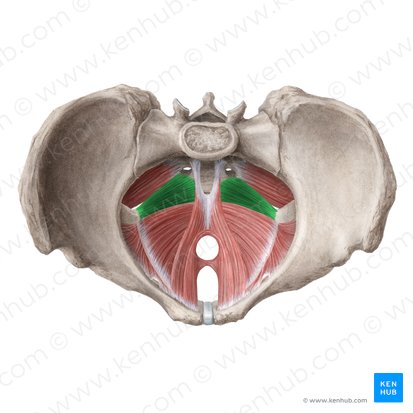Muscle coccygien (Musculus coccygeus); Image : Liene Znotina