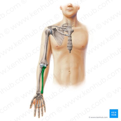 Ulna; Image : Paul Kim