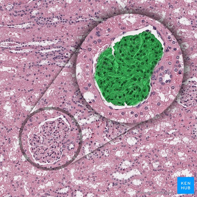 Glomérulo (Glomerulus); Imagen: 