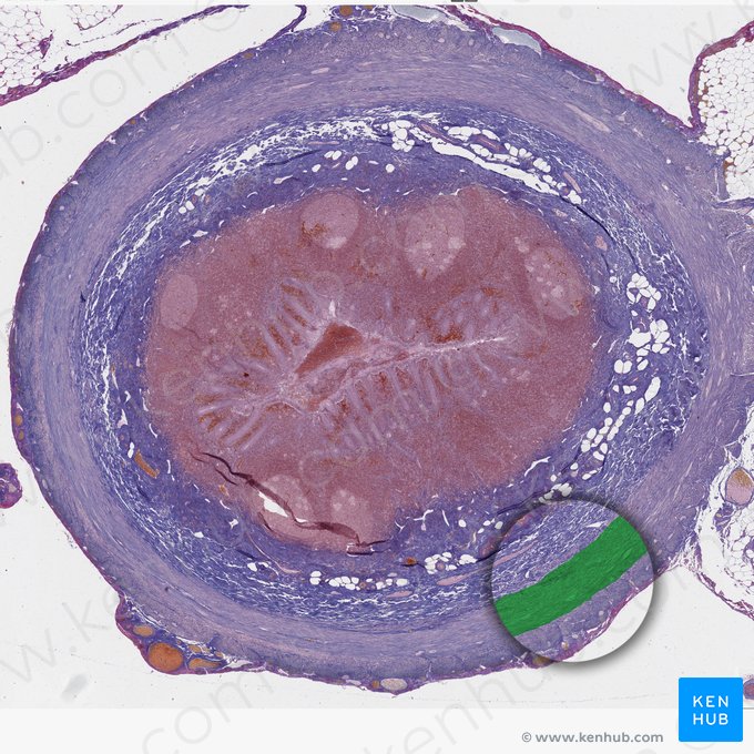 Stratum circulare internum tunicae muscularis (Innere Ringmuskelschicht der Tunica muscularis); Bild: 