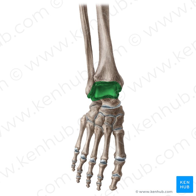 Ankle joint (Articulatio talocruralis); Image: Yousun Koh