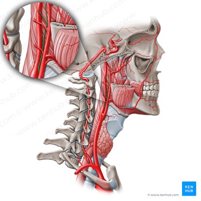Ascending pharyngeal artery (Arteria pharyngea ascendens); Image: Paul Kim