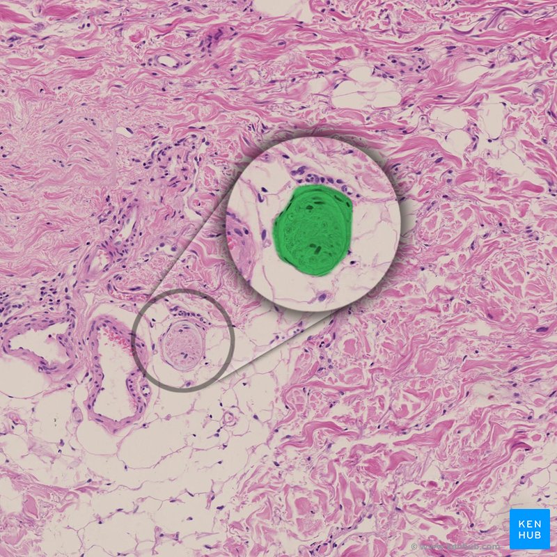 Peripheral nerves: Histology and clinical aspects | Kenhub