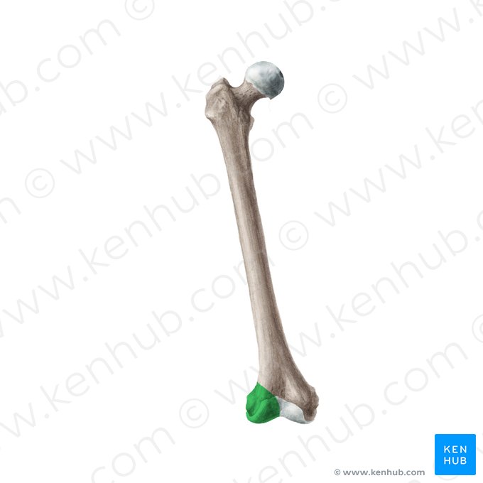 Condyle latéral du fémur (Condylus lateralis ossis femoris); Image : Liene Znotina