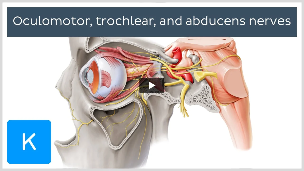 Oculomotor nerve (CN III): Anatomy, function and pathway | Kenhub