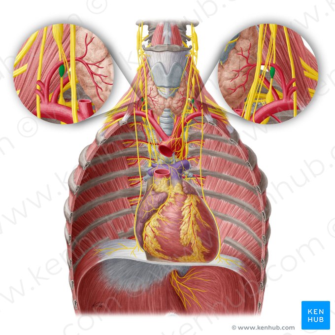 Ganglio vertebral (Ganglion vertebrale); Imagen: Yousun Koh