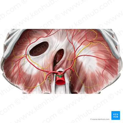 Celiac trunk (Truncus coeliacus); Image: Stephan Winkler