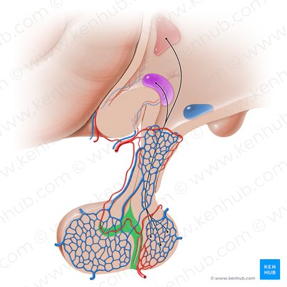 Fibrous trabeculae of adenohypophysis; Image: Paul Kim