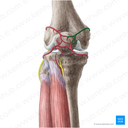 Arteria superior medial de la rodilla (Arteria superior medialis genus); Imagen: Liene Znotina