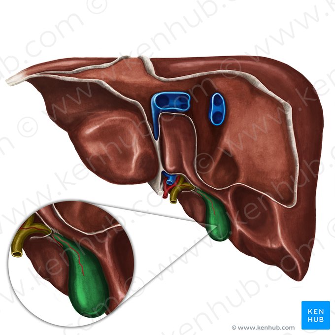 Gallbladder (Vesica biliaris); Image: Irina Münstermann