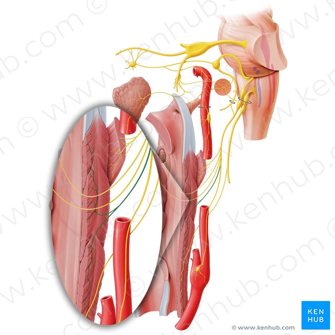 Ramos faríngeos do nervo glossofaríngeo (Rami pharyngei nervi glossopharyngei); Imagem: Paul Kim