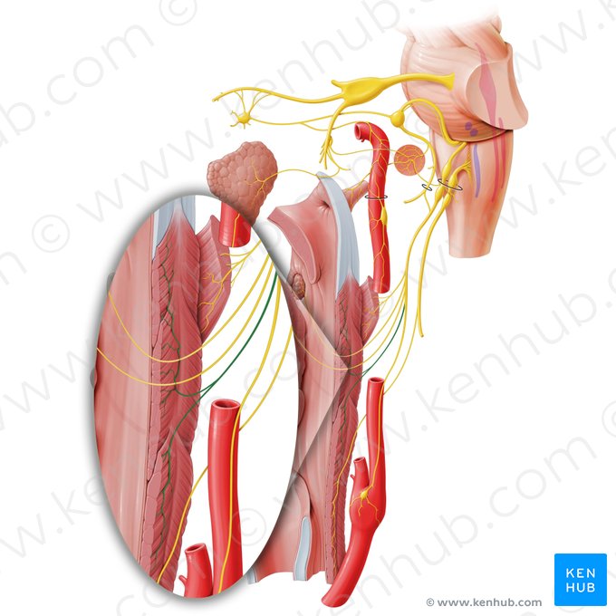 Pharyngeal branches of glossopharyngeal nerve (Rami pharyngei nervi glossopharyngei); Image: Paul Kim