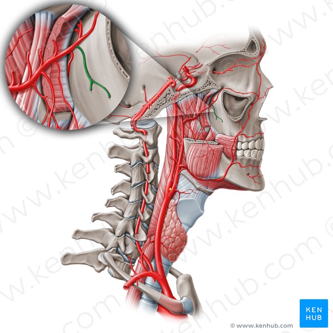 Arteria alveolaris superior posterior (Obere hintere Zahnfacharterie); Bild: Paul Kim