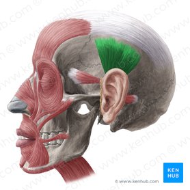Músculo auricular superior (Musculus auricularis superior); Imagen: Yousun Koh