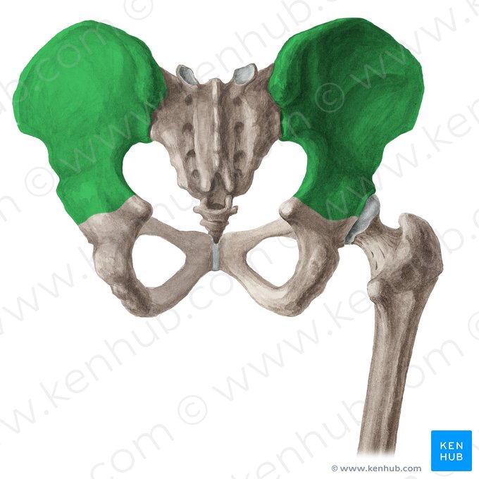 Os Ilium Darmbein Anatomie Gelenke Klinik Kenhub