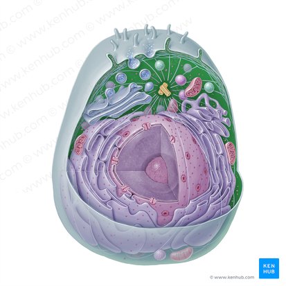 components of the cytoplasm