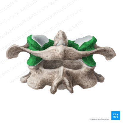 Lateral mass of atlas (Massa lateralis atlantis); Image: Liene Znotina