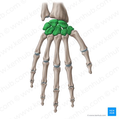 Carpal bones (Ossa carpi); Image: Paul Kim