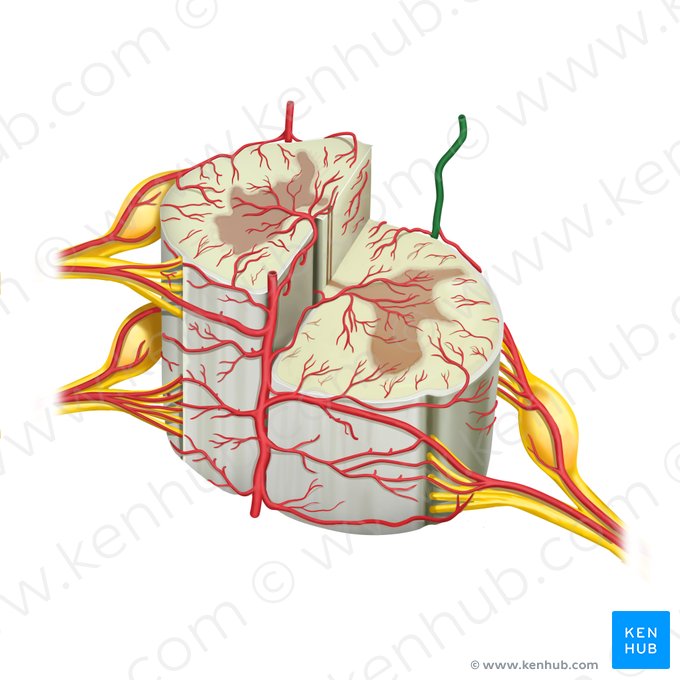 Artéria espinal posterior esquerda (Arteria spinalis posterior sinistra); Imagem: Rebecca Betts