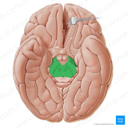 Pedúnculo cerebral (Pedunculus cerebri); Imagem: Paul Kim
