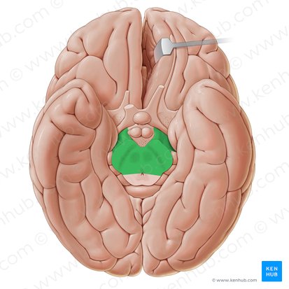 Cerebral peduncle (Pedunculus cerebri); Image: Paul Kim