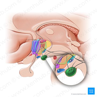 Complejo mamilar (Complexus mammillare); Imagen: Paul Kim