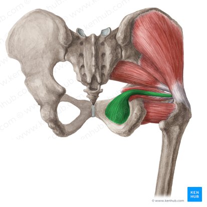 Músculo obturador interno (Musculus obturatorius internus); Imagem: Liene Znotina