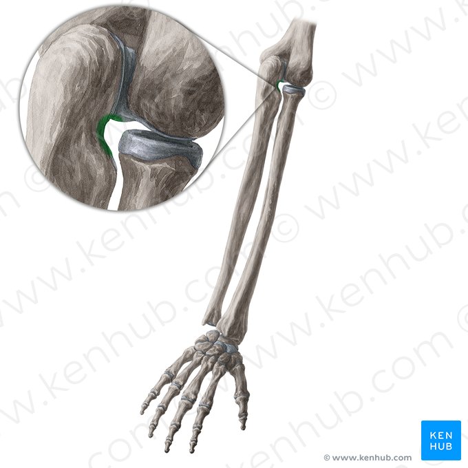 Incisura radial da ulna (Incisura radialis ulnae); Imagem: Yousun Koh