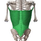 Latissimus dorsi muscle