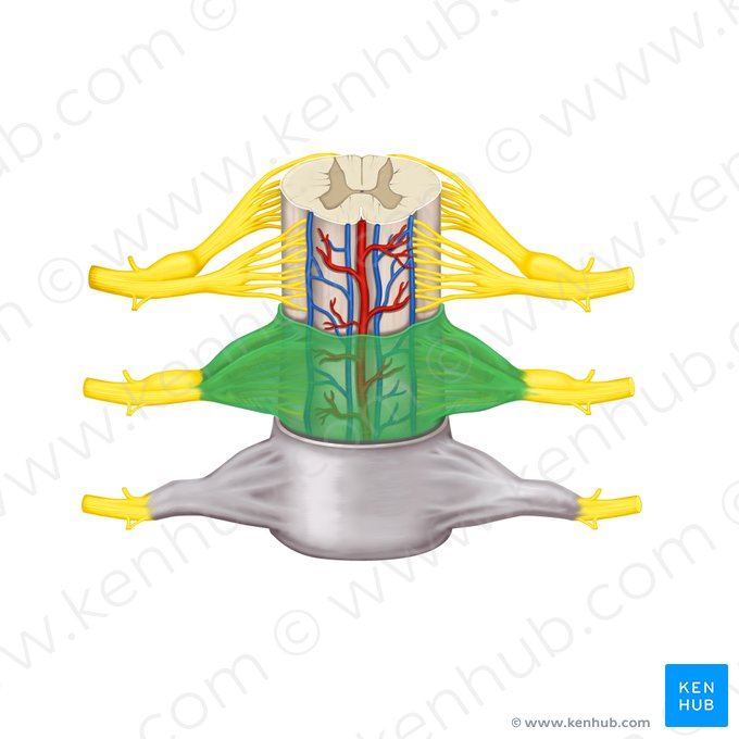 Aracnoide da medula espinal (Arachnoidea mater spinalis); Imagem: Rebecca Betts