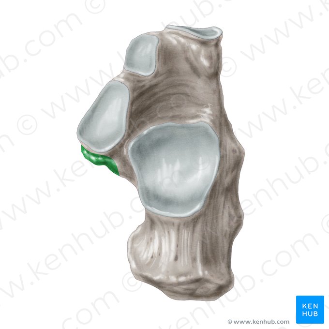 Sustentaculum tali of calcaneus (Sustentaculum tali calcanei); Image: Samantha Zimmerman