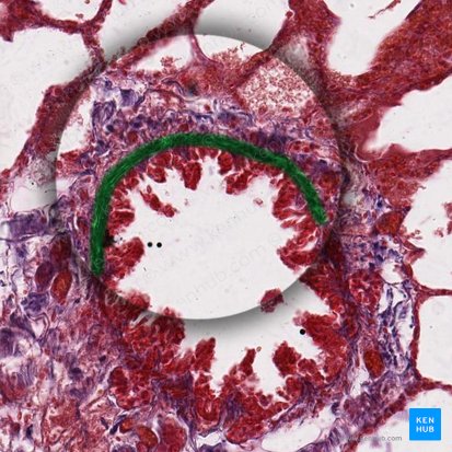 Tunica circularis muscularis (Glatte Ringmuskelschicht); Bild: 