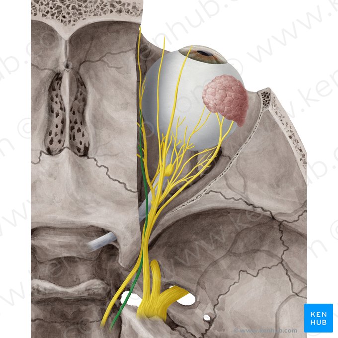 Nervo troclear (Nervus trochlearis); Imagem: Yousun Koh