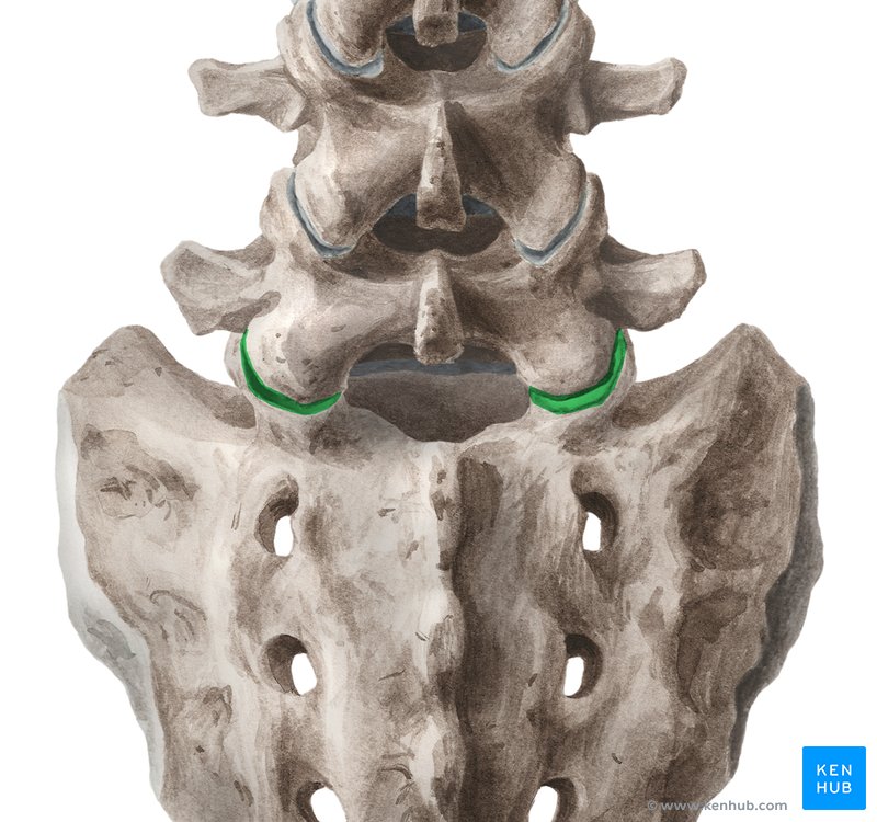Lumbosacral joint (Articulatio lumbosacralis)