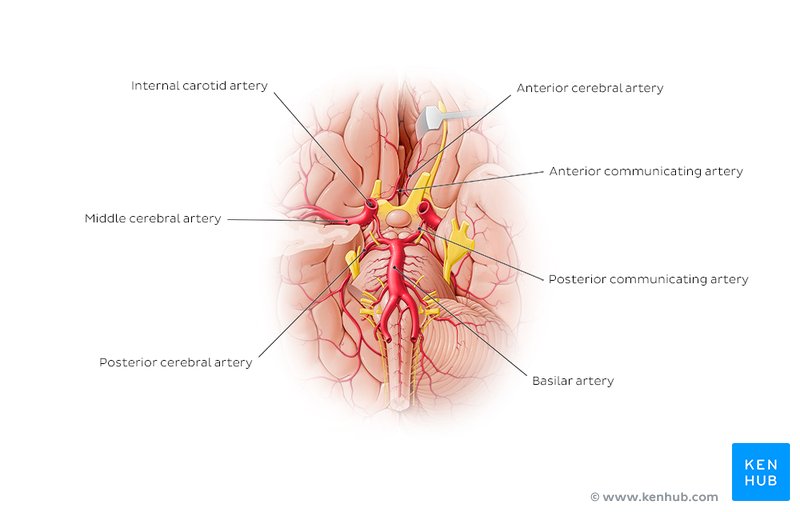 Labeled diagram showing the circle of Willis