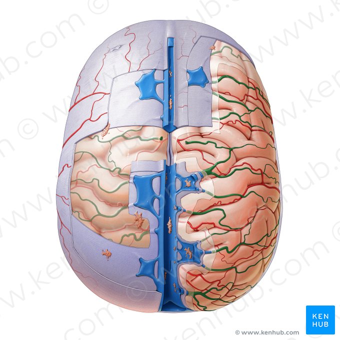 Venas cerebrales superiores (Venae superiores cerebri); Imagen: Paul Kim