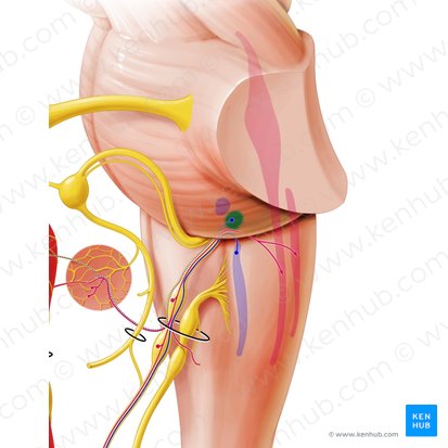 Núcleo salival inferior (Nucleus salivatorius inferior); Imagen: Paul Kim