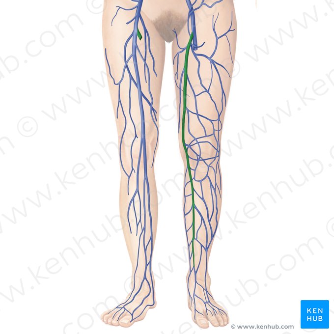 Great saphenous vein (Vena saphena magna); Image: Begoña Rodriguez