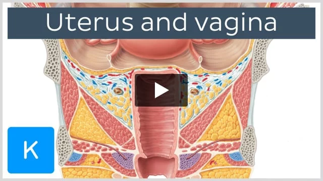 Vagina: Location, anatomy, parts, histology and function | Kenhub