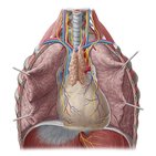 Pulmones in situ