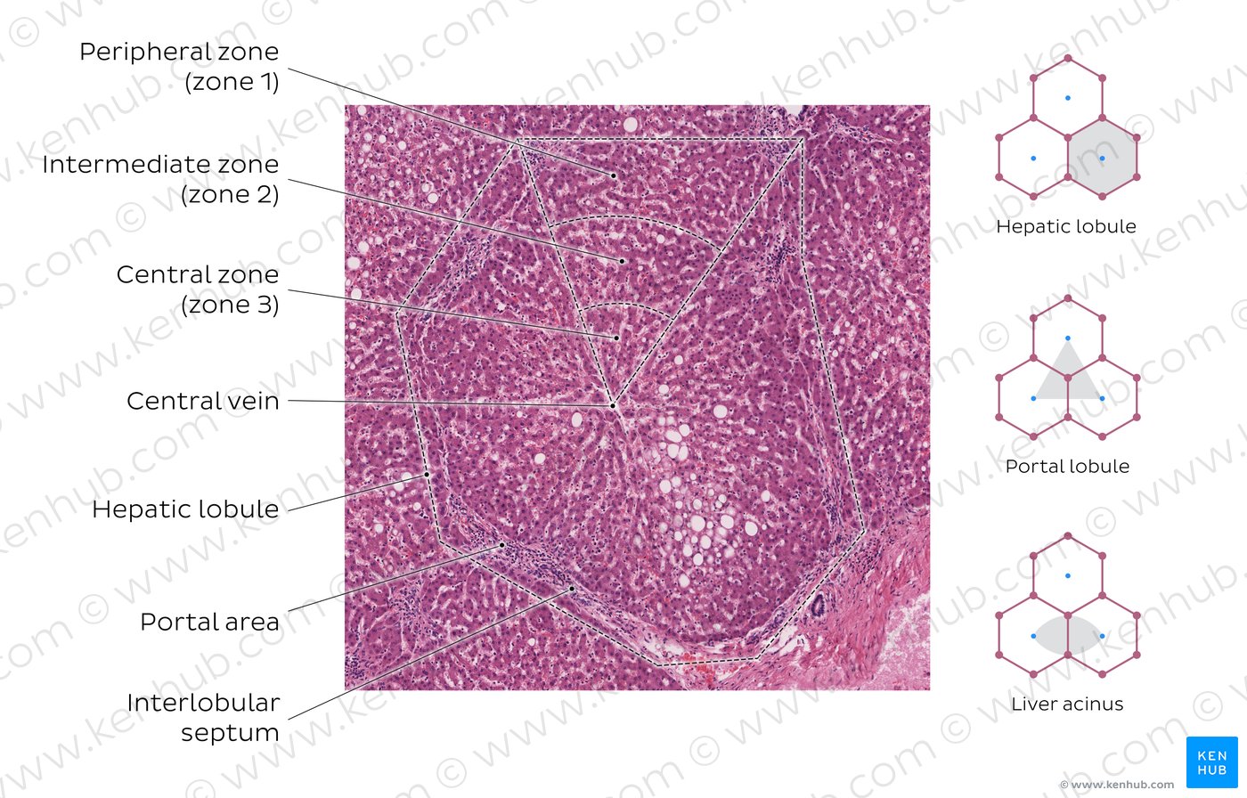 Hepatic lobule (left). Stain: hematoxylin and eosin. Medium magnification.