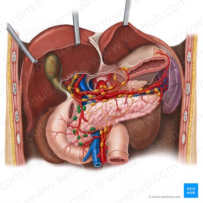 Pancreaticoduodenal lymph nodes (Nodi lymphoidei pancreaticoduodenales); Image: Esther Gollan